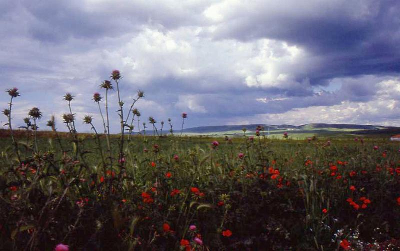 201-Melfi,15 maggio 1988.jpg